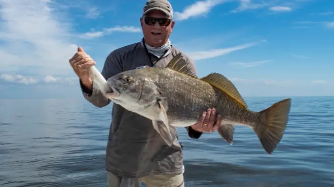 texas black drum limit