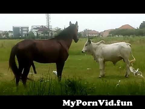 horse and cow sex
