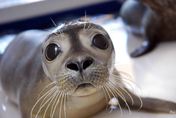 ebt mystic aquarium