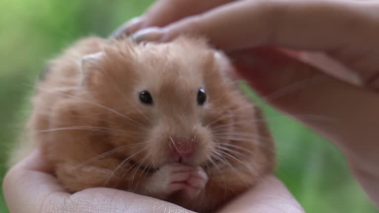 www hamster video de