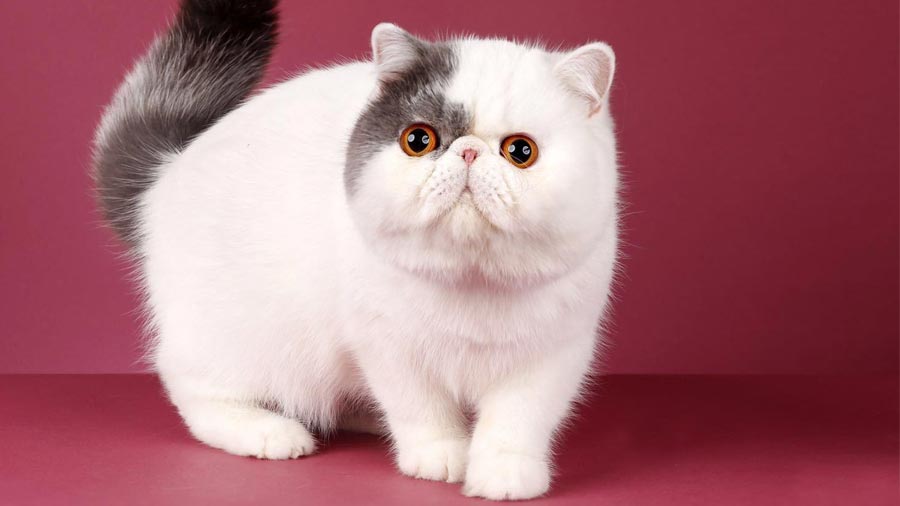 exotic shorthair price