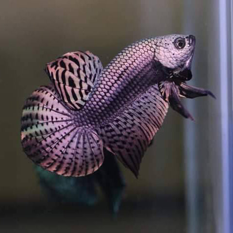 alien betta