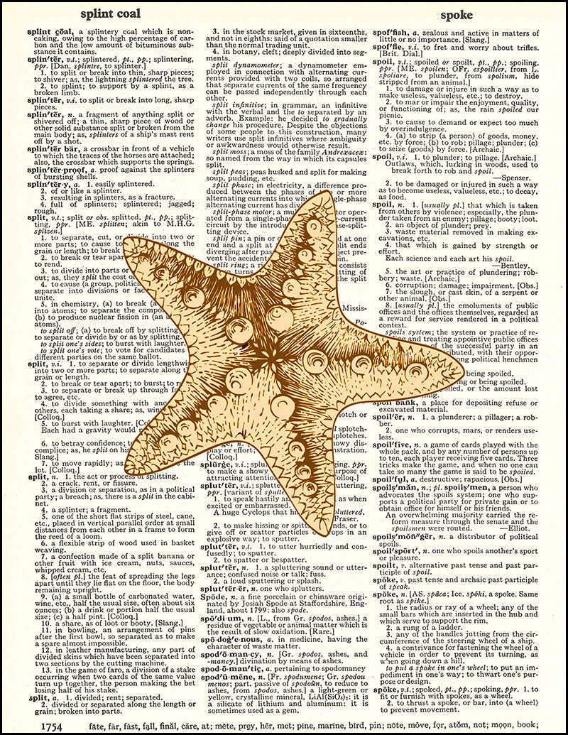 starfish slang meaning