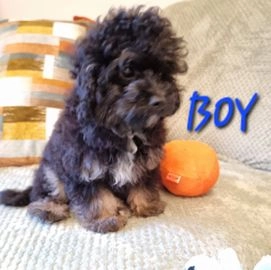 toy cockapoo puppies for sale