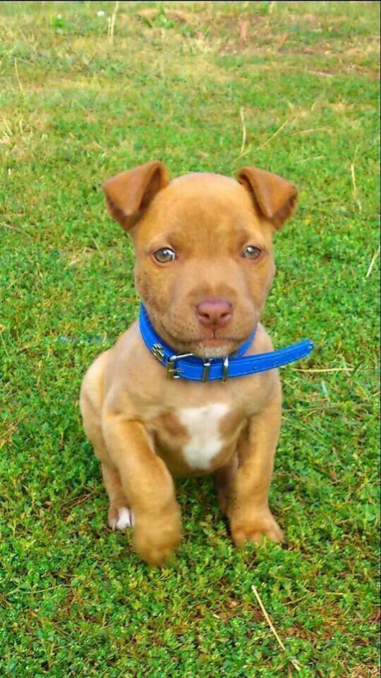 red nose pit puppy