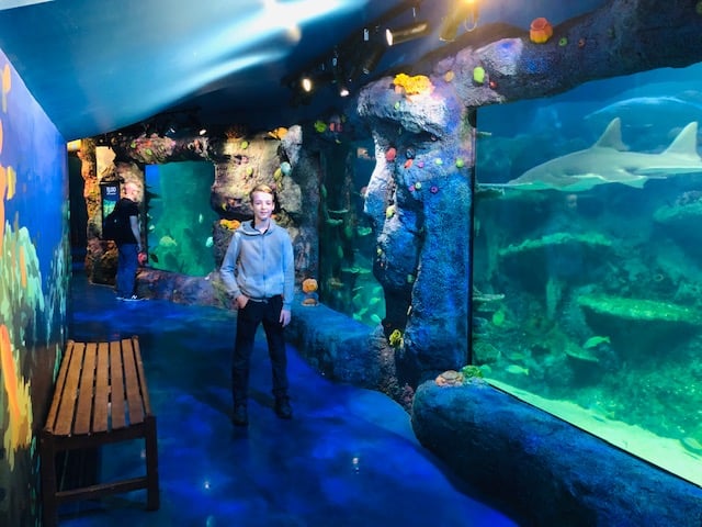 sea life sydney aquarium reviews