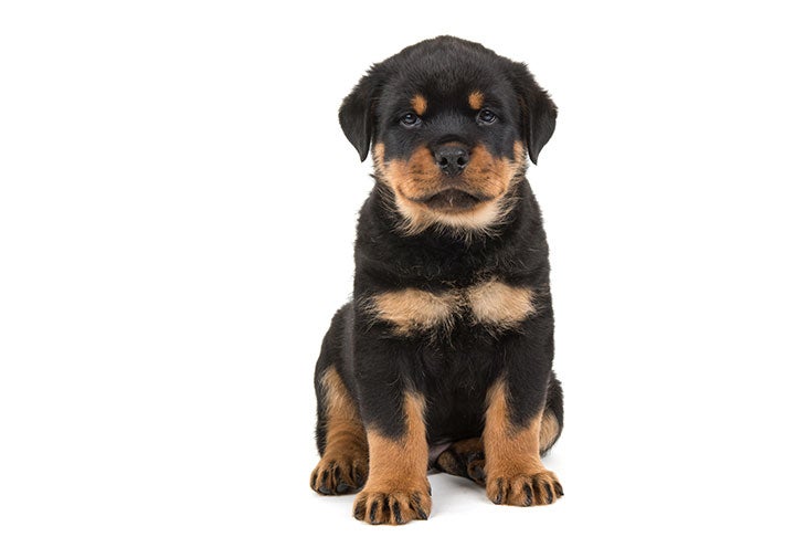 dog breed rottweiler