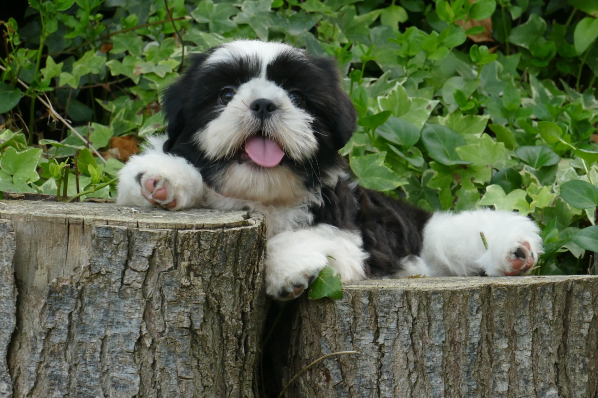 shih tzu cachorros venta