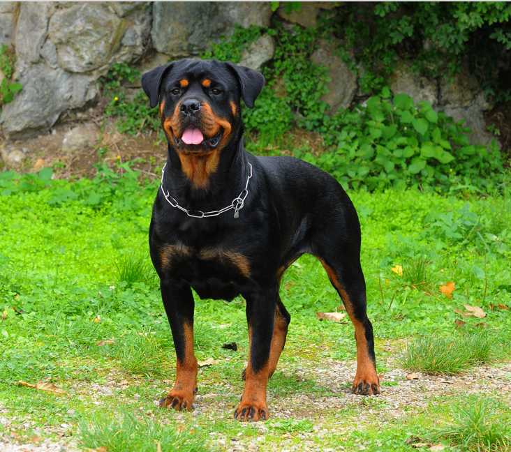 rottweiler for sale near me