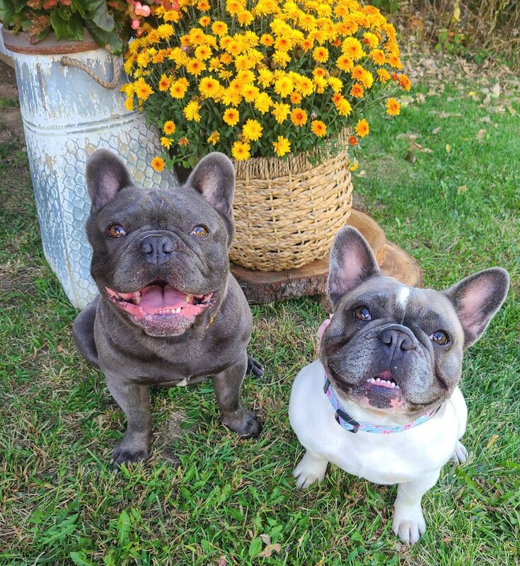 french bulldogs for sale in glasgow