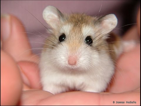 hamster hamster videos