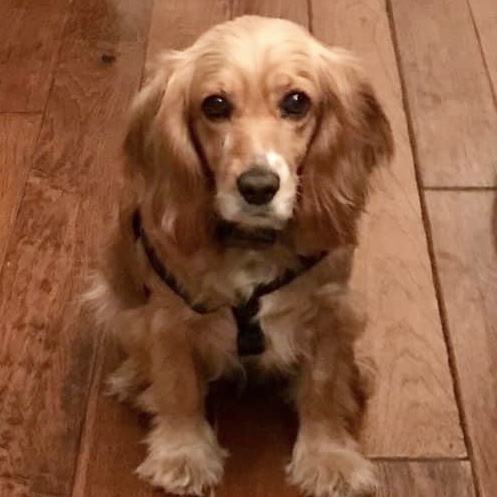 cocker spaniel rescue alberta