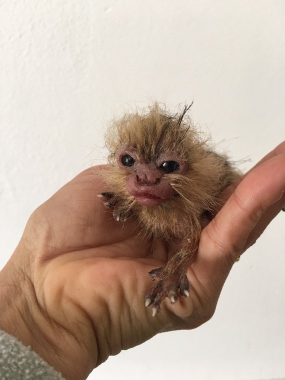 finger monkey