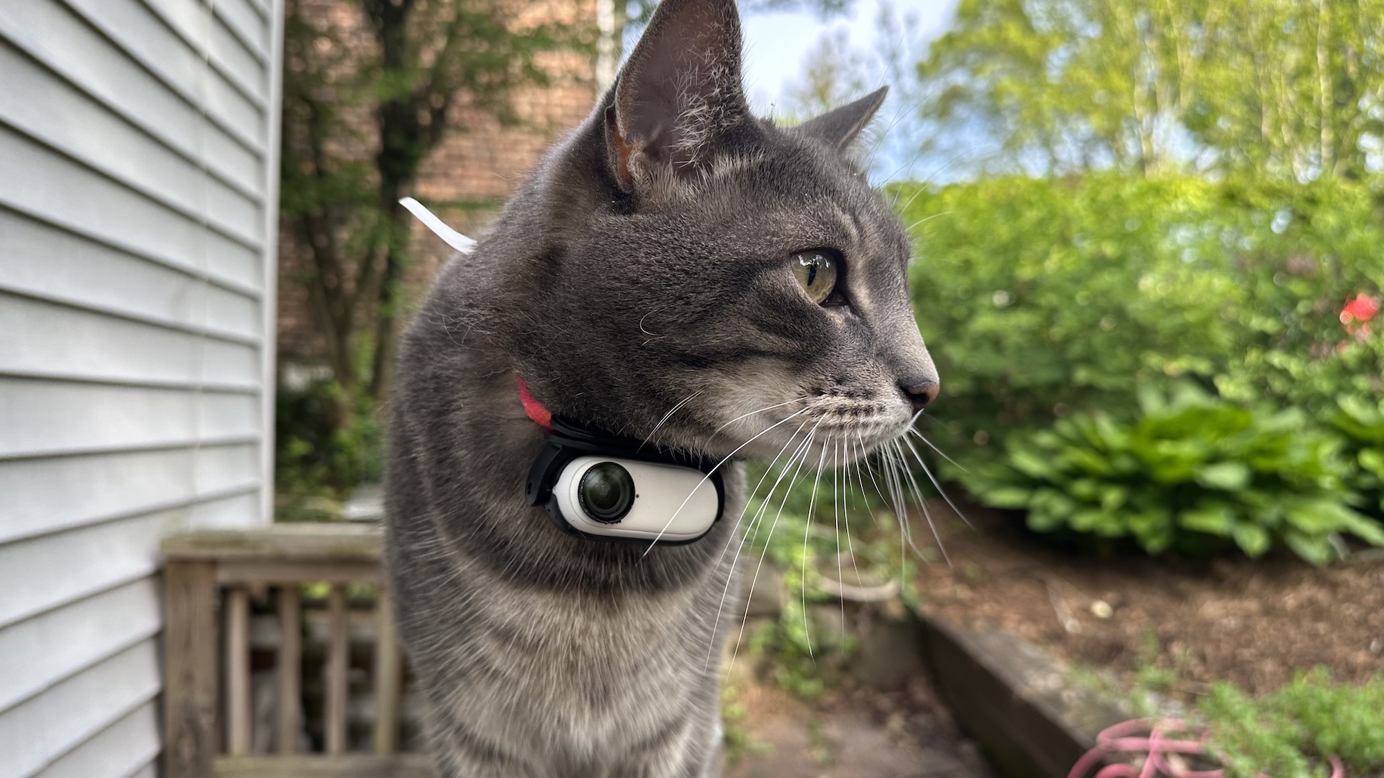 cat camera for collar