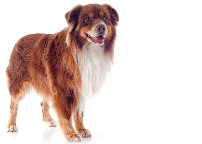 average weight for male australian shepherd