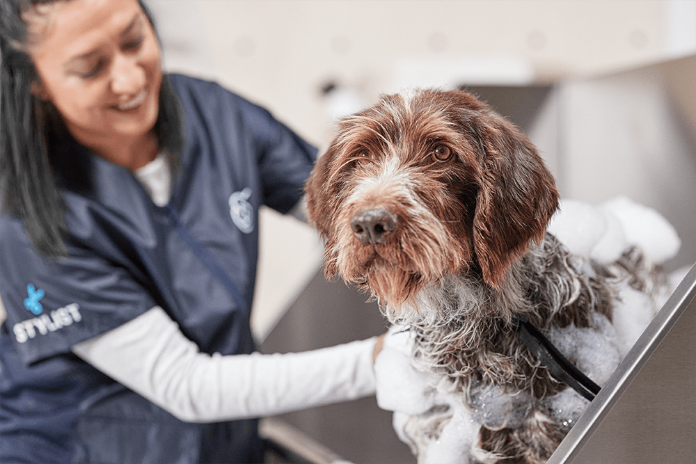 petco grooming salon