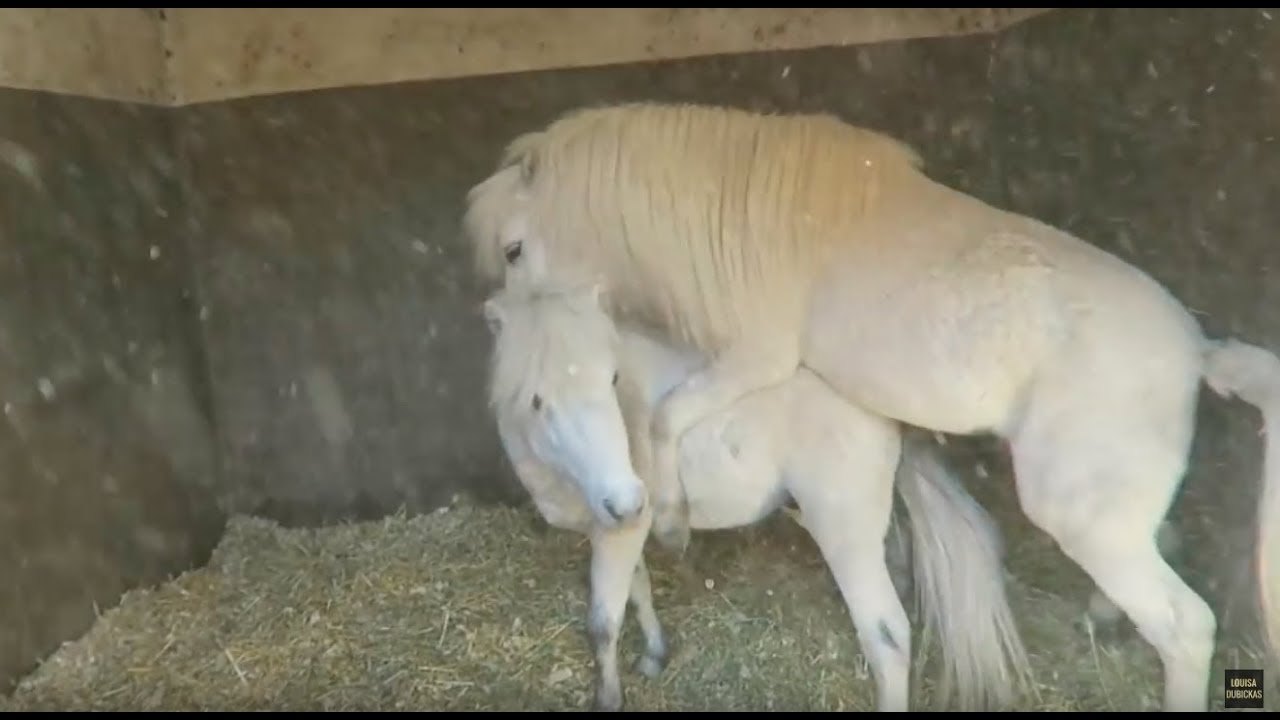 show horses mating