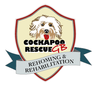 cockapoo rehoming uk