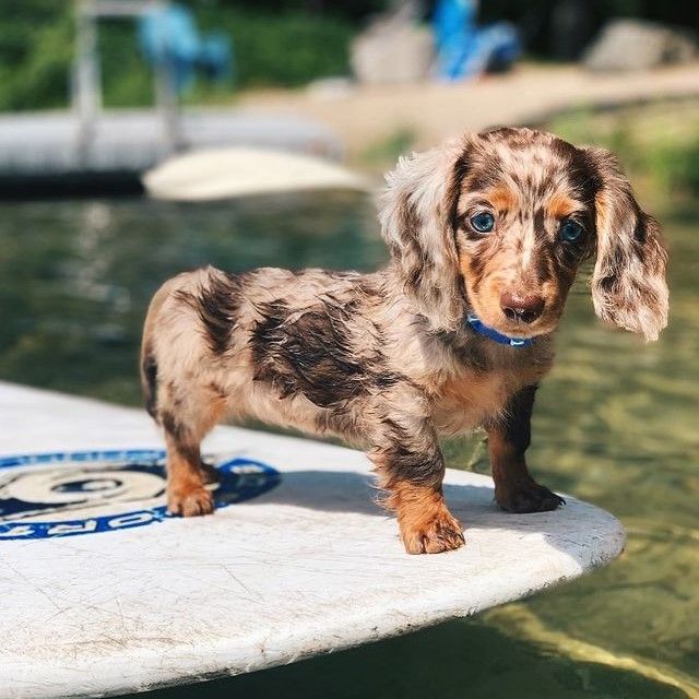 long haired dapple dachshund for sale