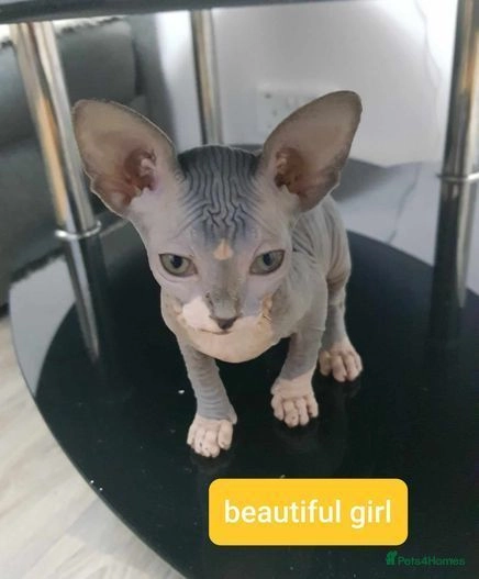 sphynx cat for sale birmingham