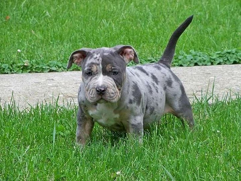 merle pitbull