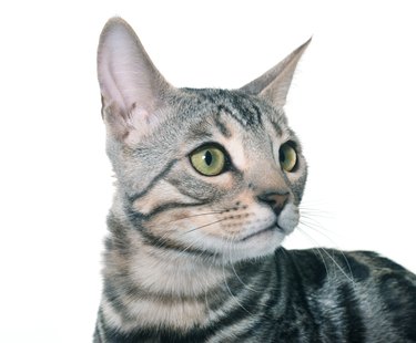 silver bengal cat