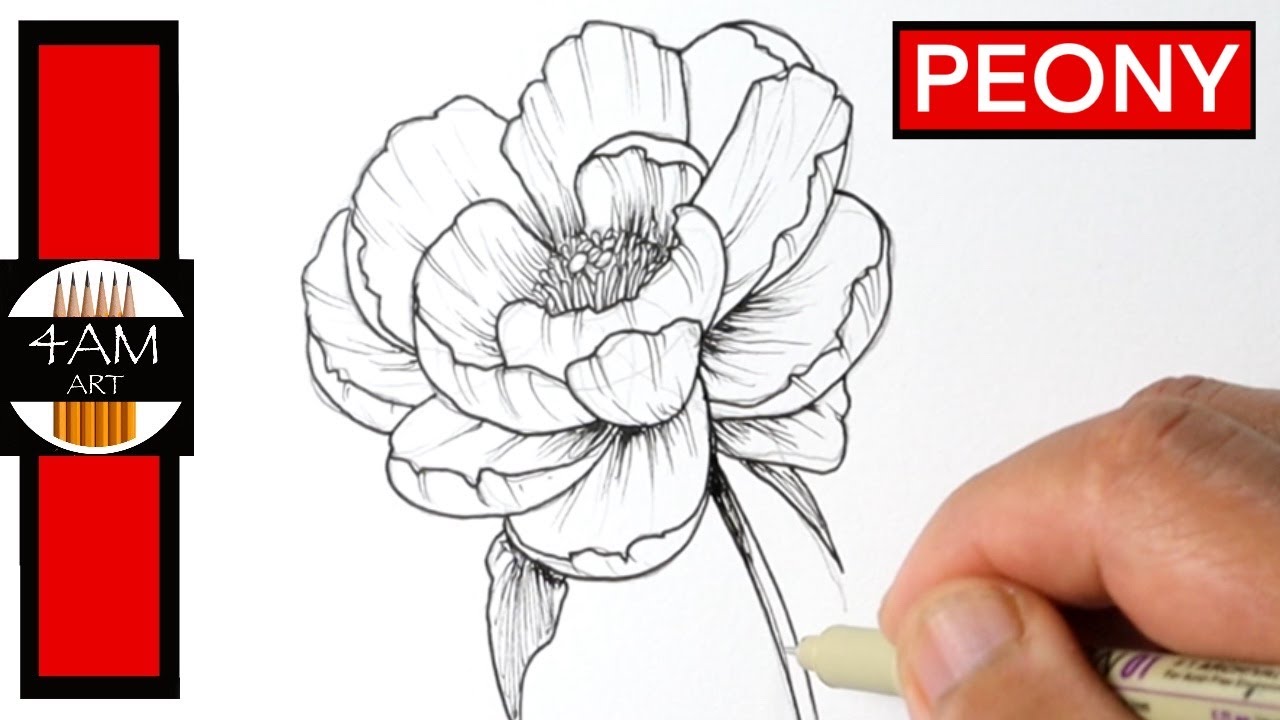 peony drawing