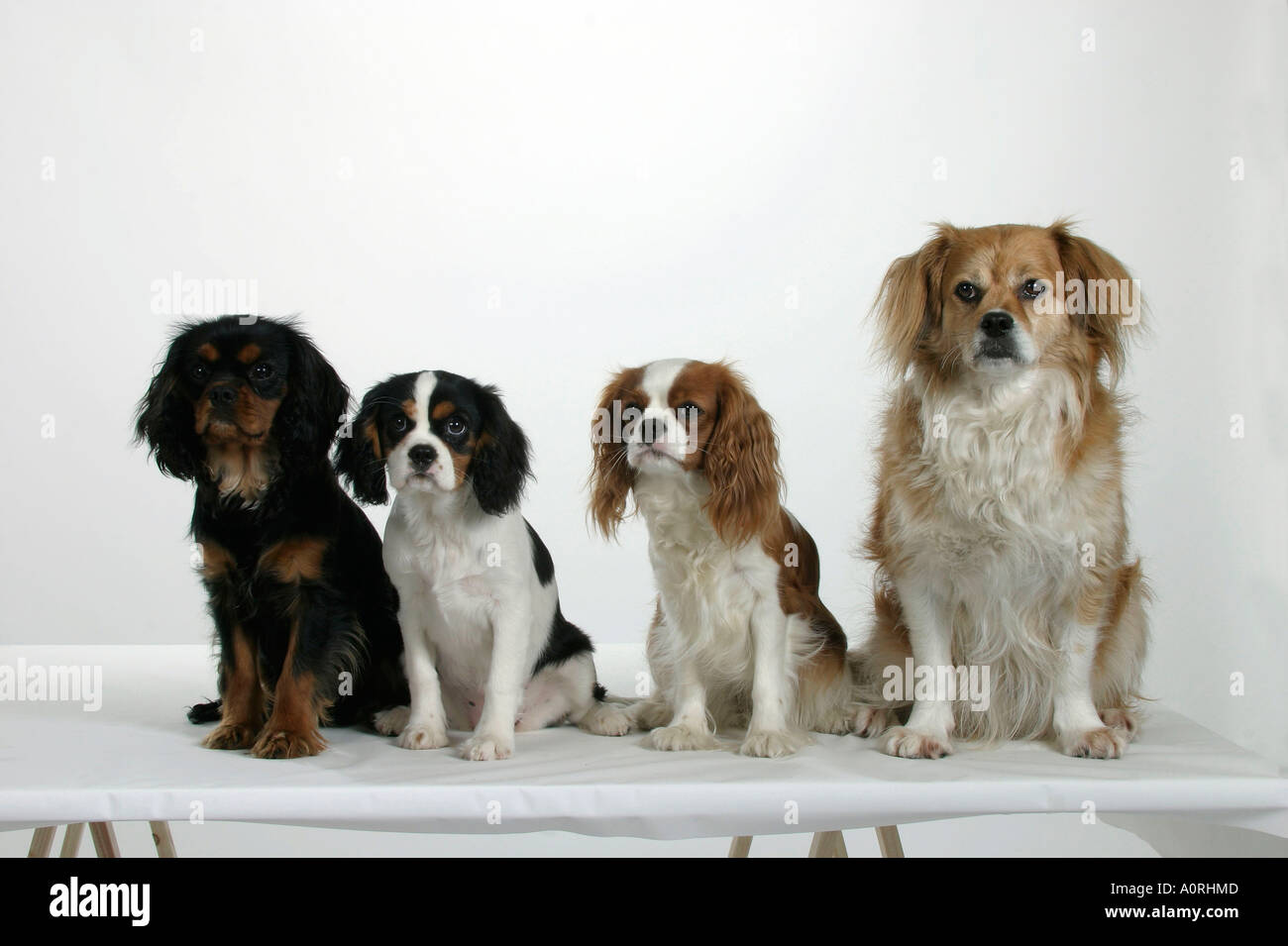 cavalier spaniel mix breeds