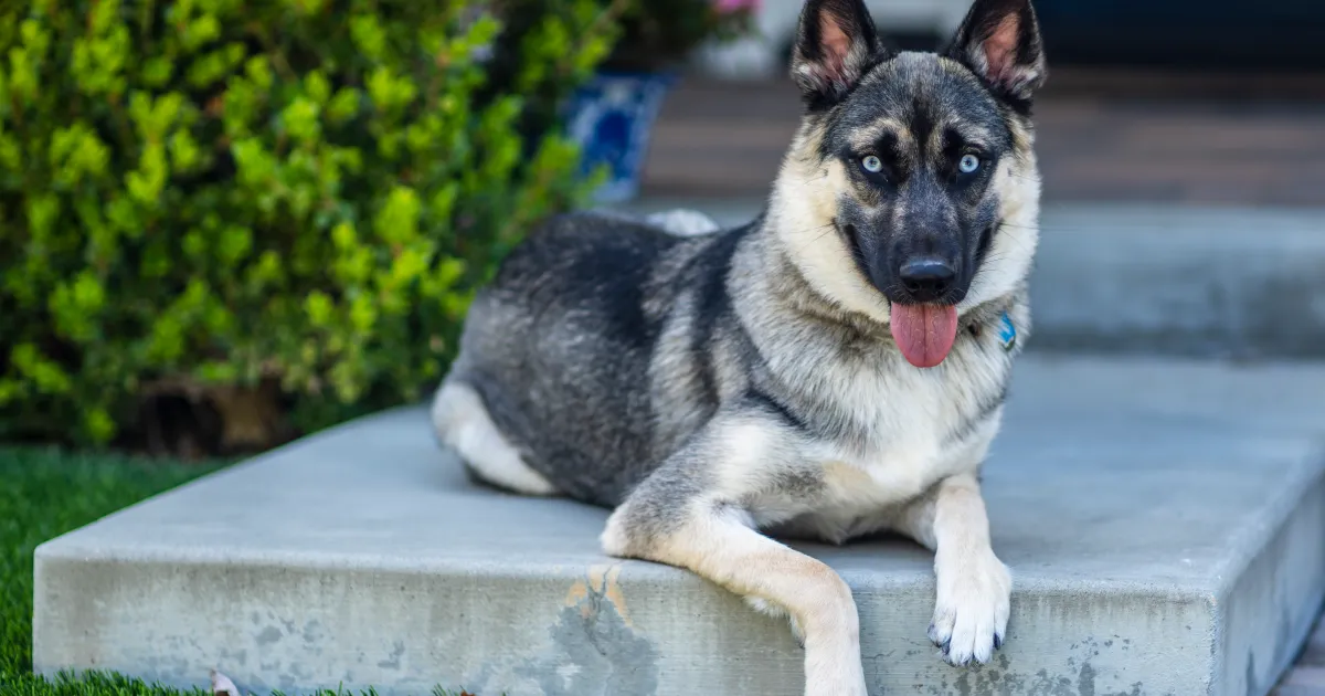 shepherd cross husky