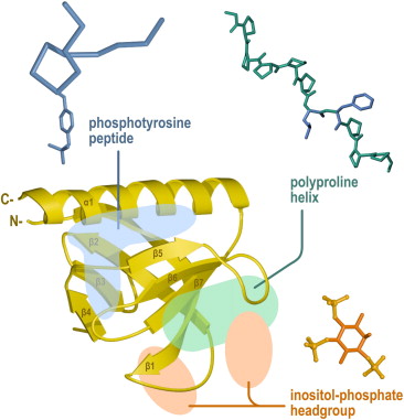 pleckstrin homology domain