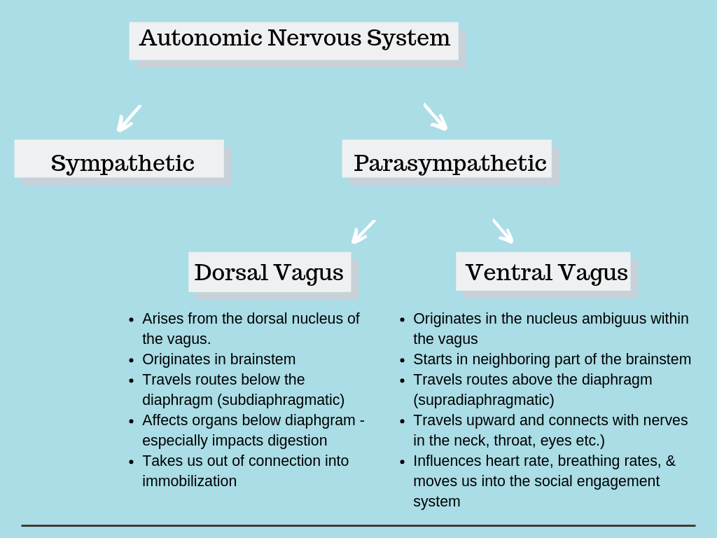 polyvagal theory debunked