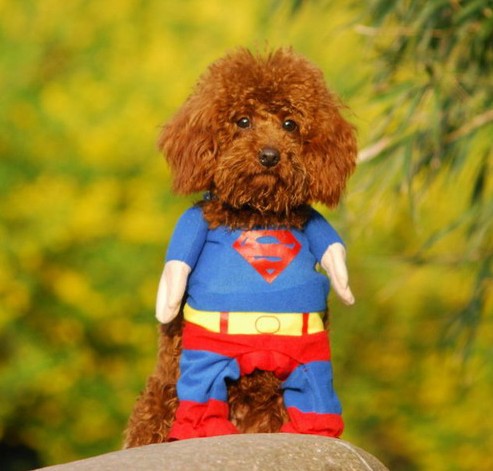 dog superhero costume