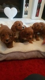 puppies for sale solihull