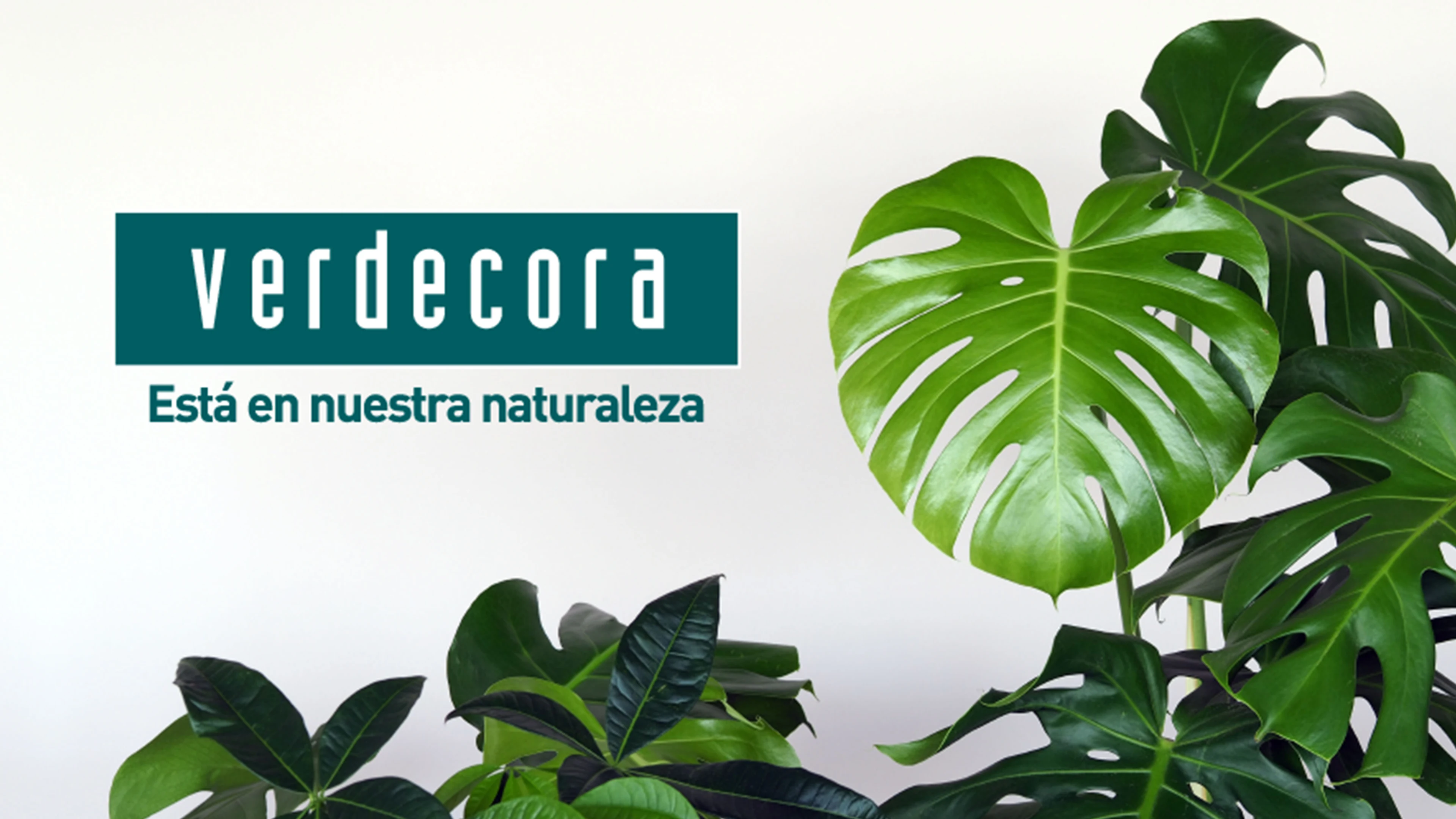 verde cora