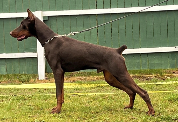 dobermann for sale