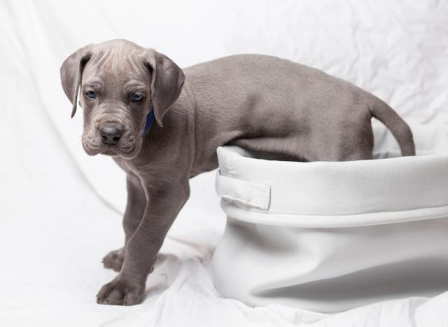 photos of great dane puppies