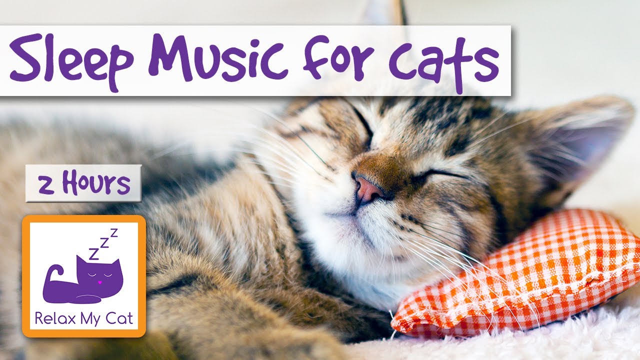 music that relaxes cats