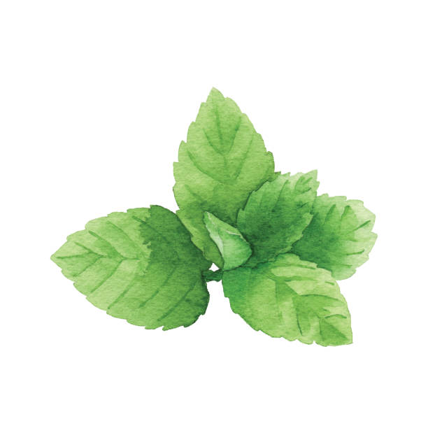 mint watercolor png