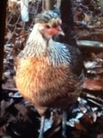 flarry eyed grey gamefowl for sale