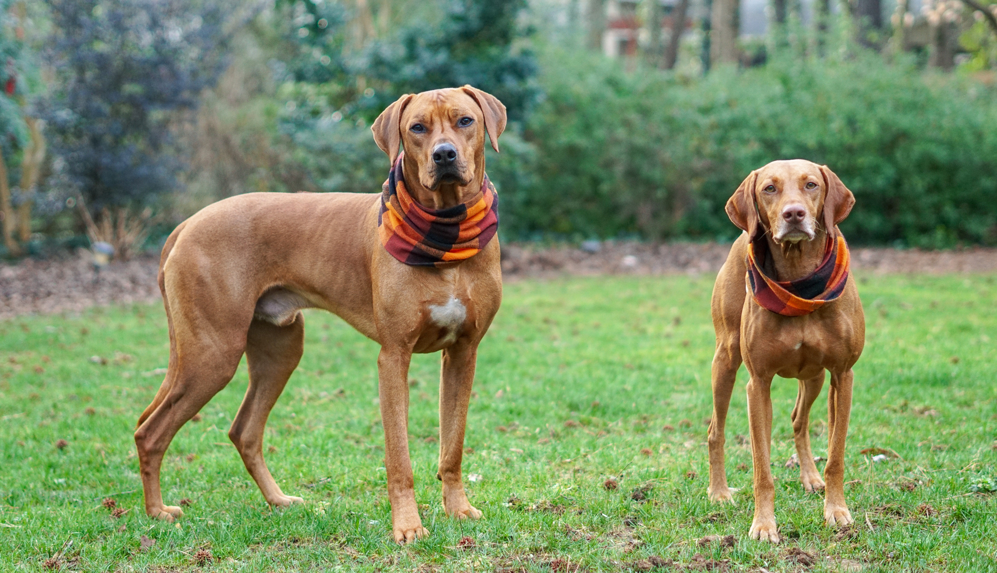 rhodesian ridgeback size comparison