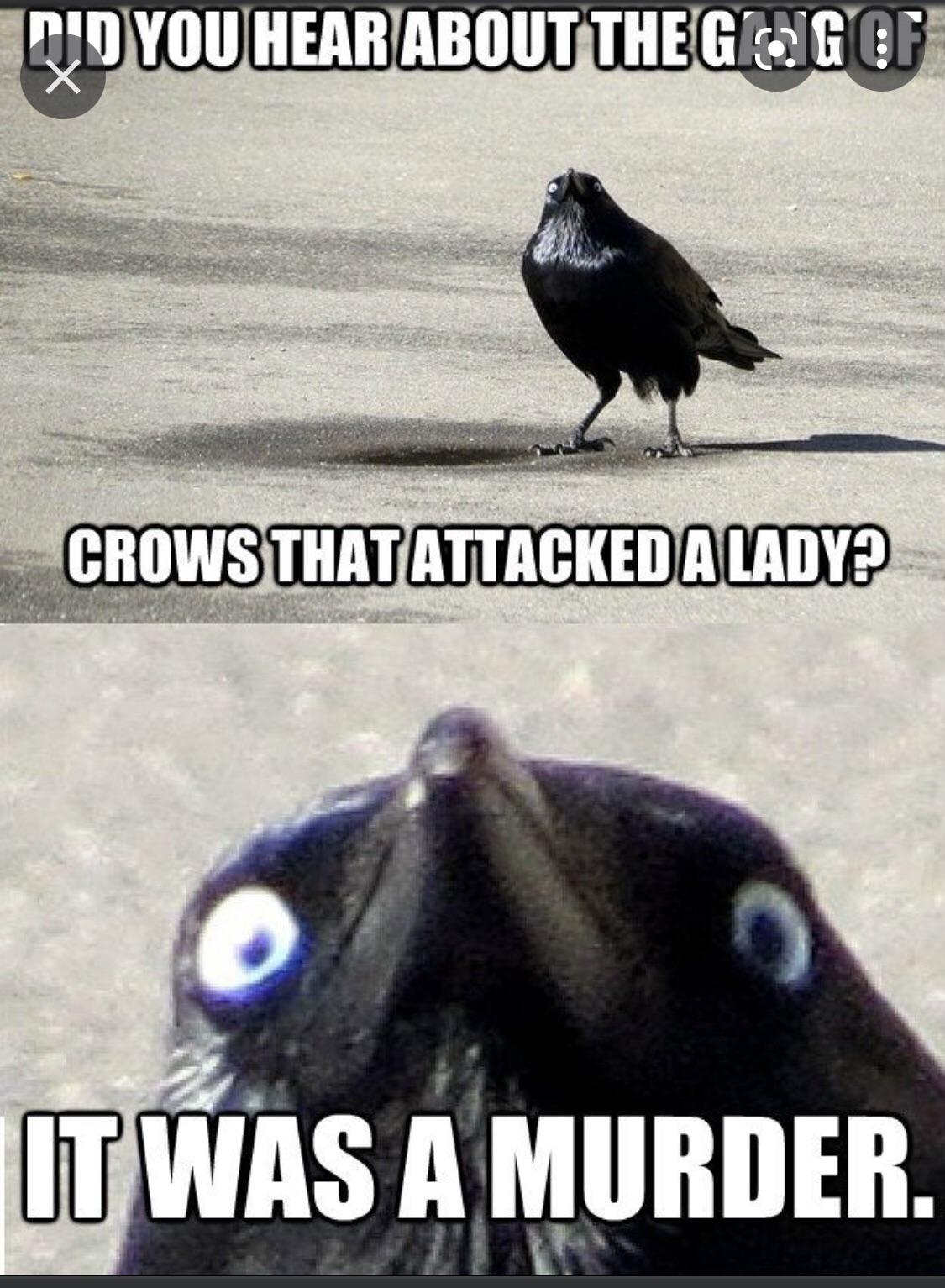 crow meme