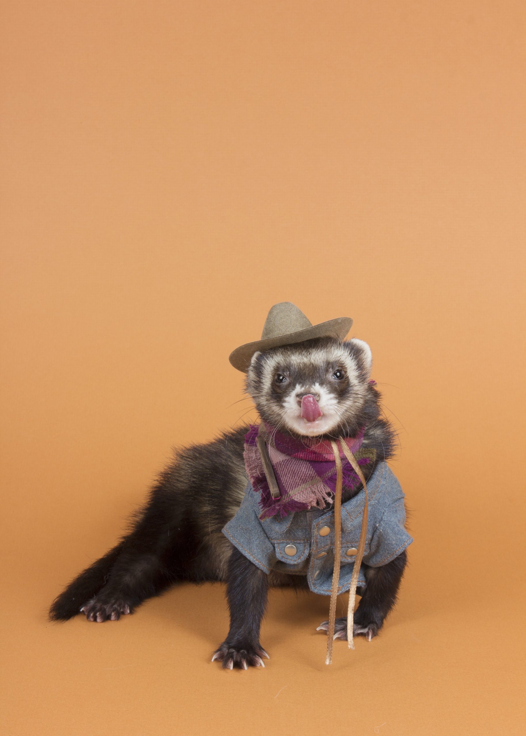 costumes for ferrets