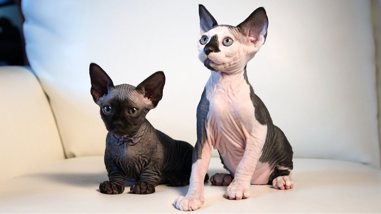 sphynx cat mix breed