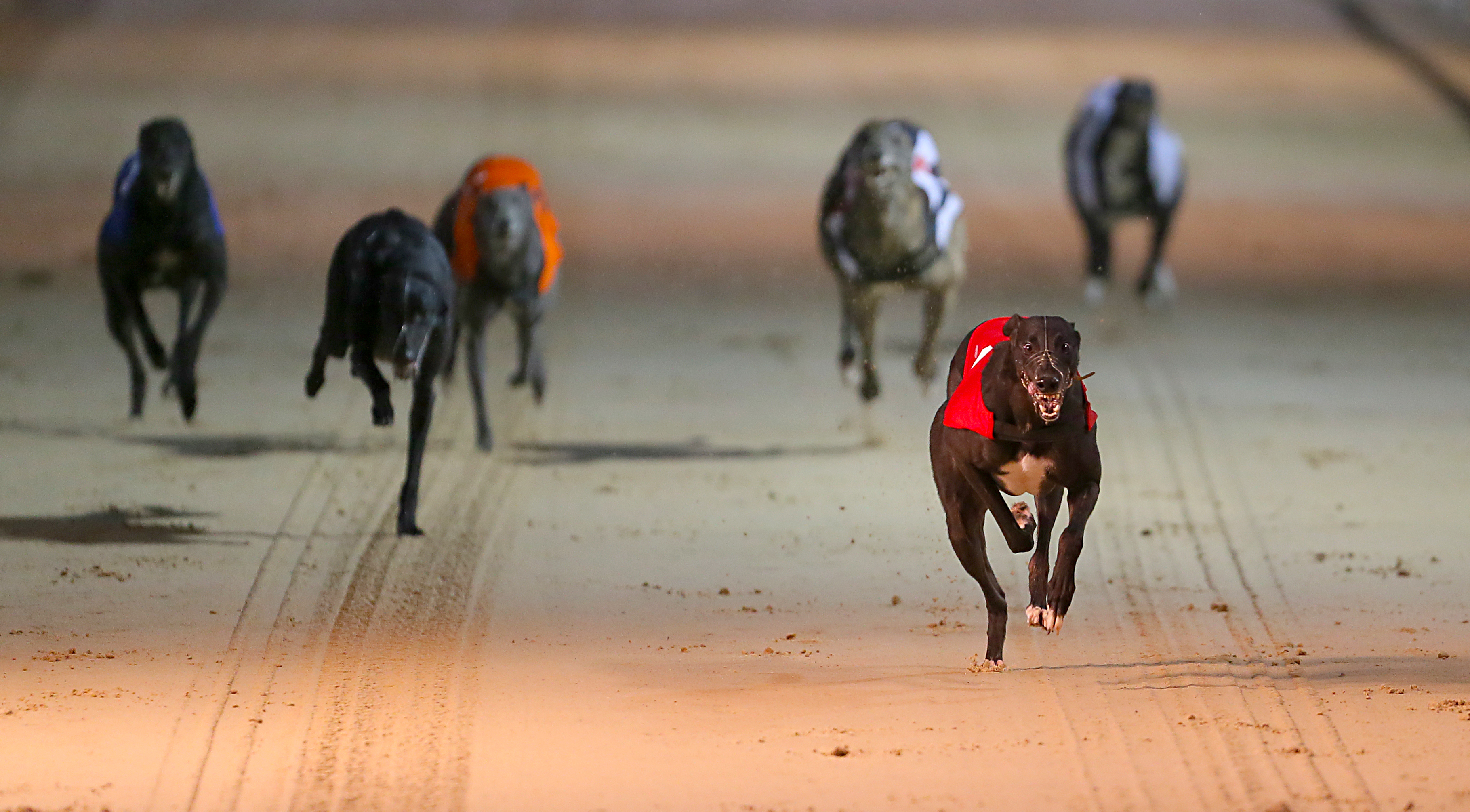 william hill greyhound results