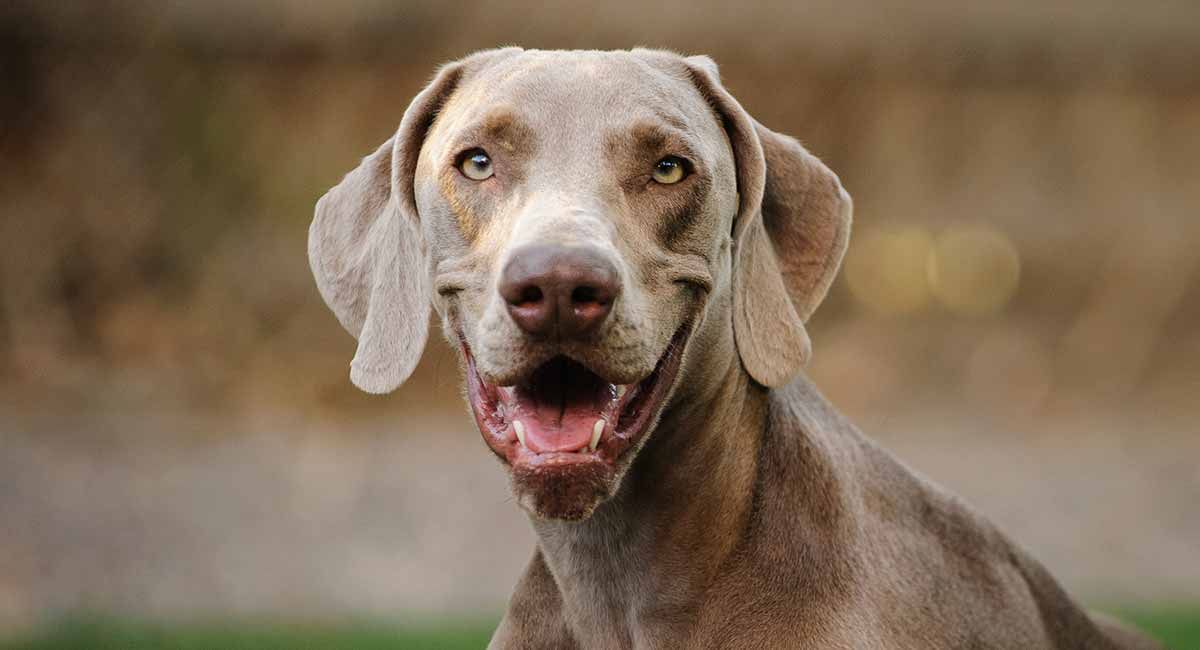 lifespan of weimaraner dog