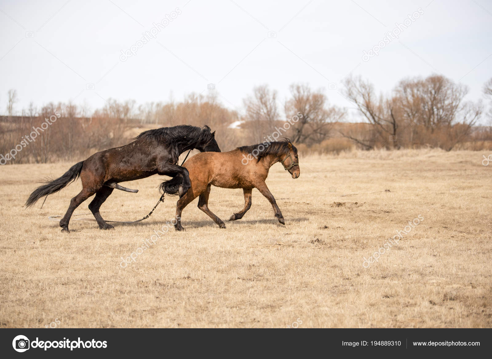 horse mating with