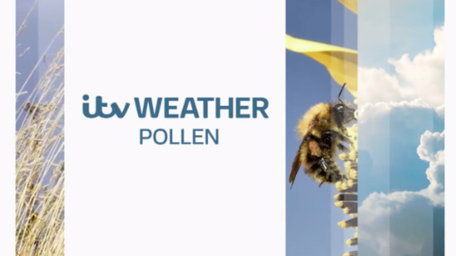 pollen.count london