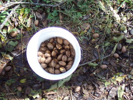 how many pounds of pecans in a 5 gallon bucket