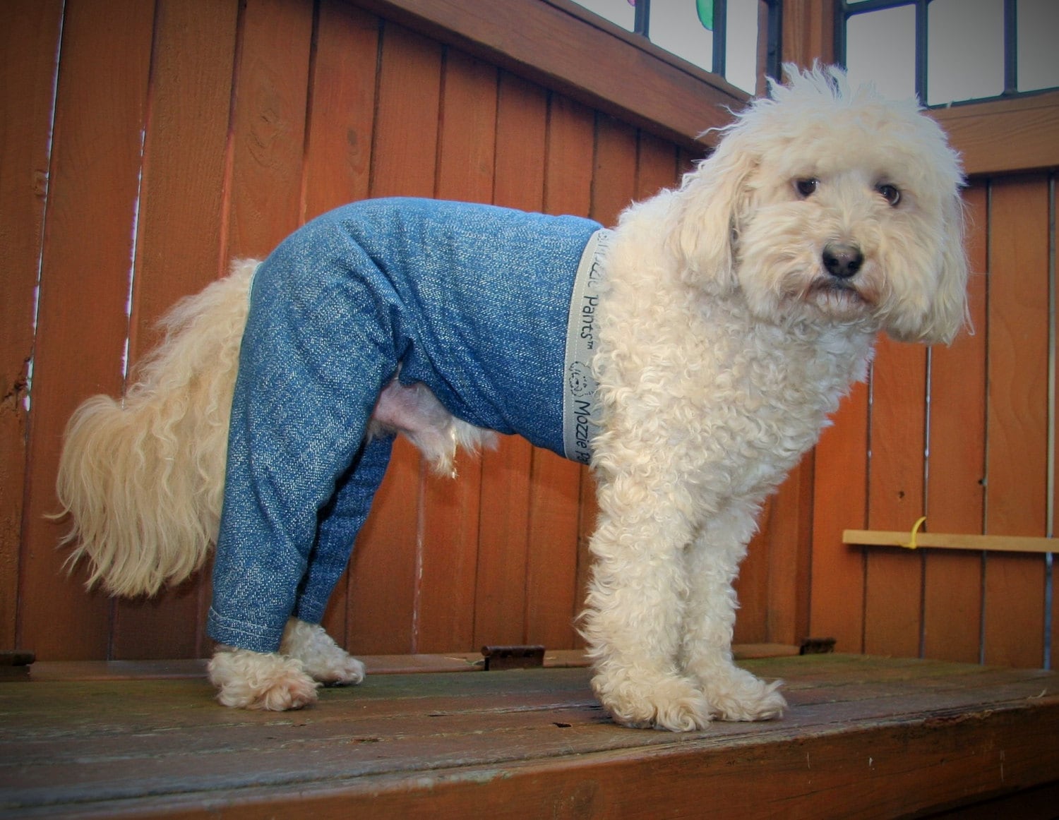 dog pants to prevent licking