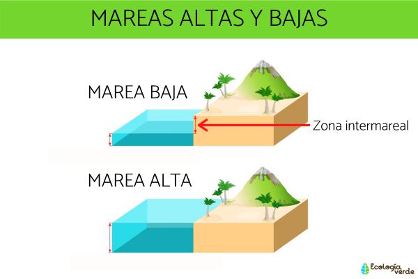 bajamares y pleamares